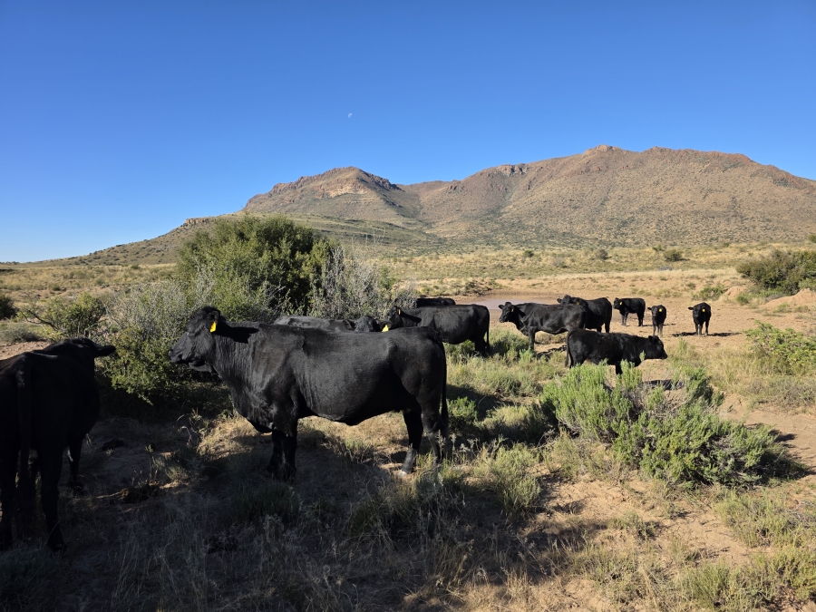 0 Bedroom Property for Sale in Middelburg Rural Eastern Cape